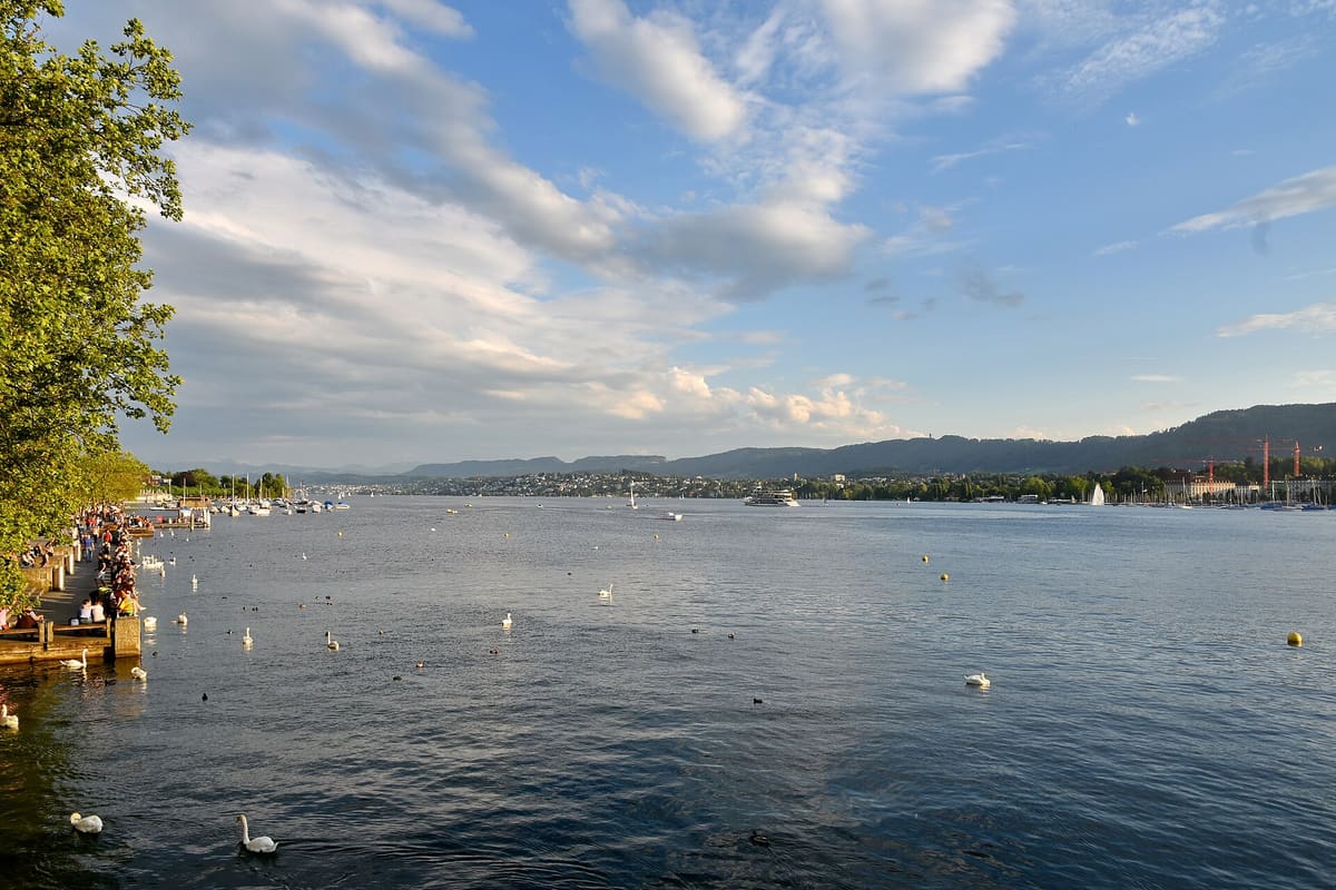 Lake Zurich seen from Utoquai in the evening with swans and the hills on the far shore