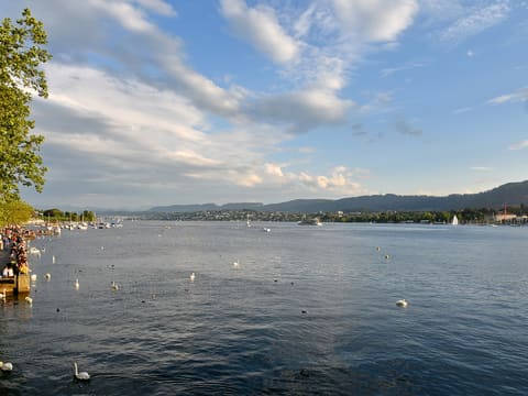 Lake Zurich seen from Utoquai in the evening with swans and the hills on the far shore