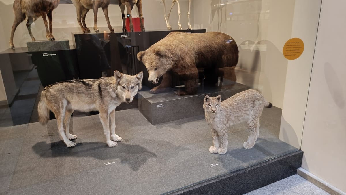 Mounted wolf, brown bear and lynx on display in the Natural History Museum of the University of Zurich